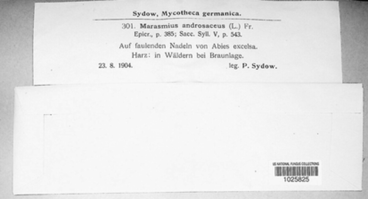 Gymnopus androsaceus image